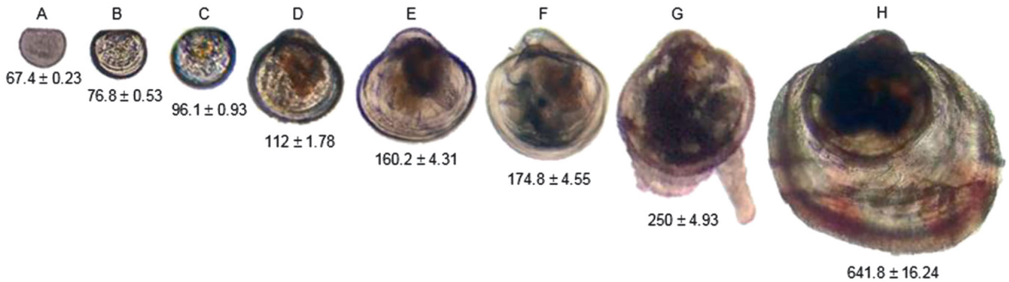 Embryonic, Larval, and Early Postlarval Development of the Tropical