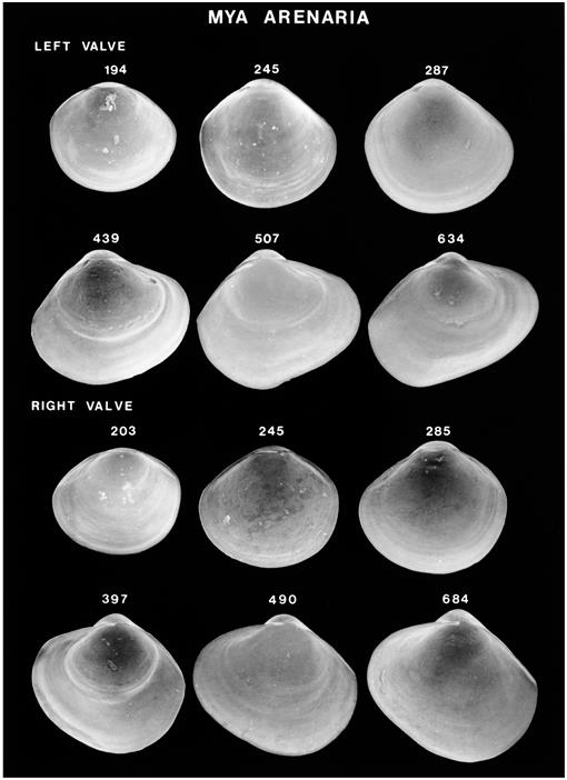 Life cycle of Pecten maximus taken from Le Pennec et al., 2003