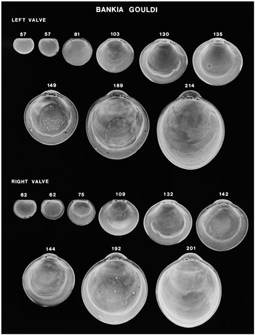 Life cycle of Pecten maximus taken from Le Pennec et al., 2003