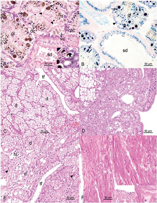 Histology Atlas and Systematic Approach to Postmortem Examination of ...