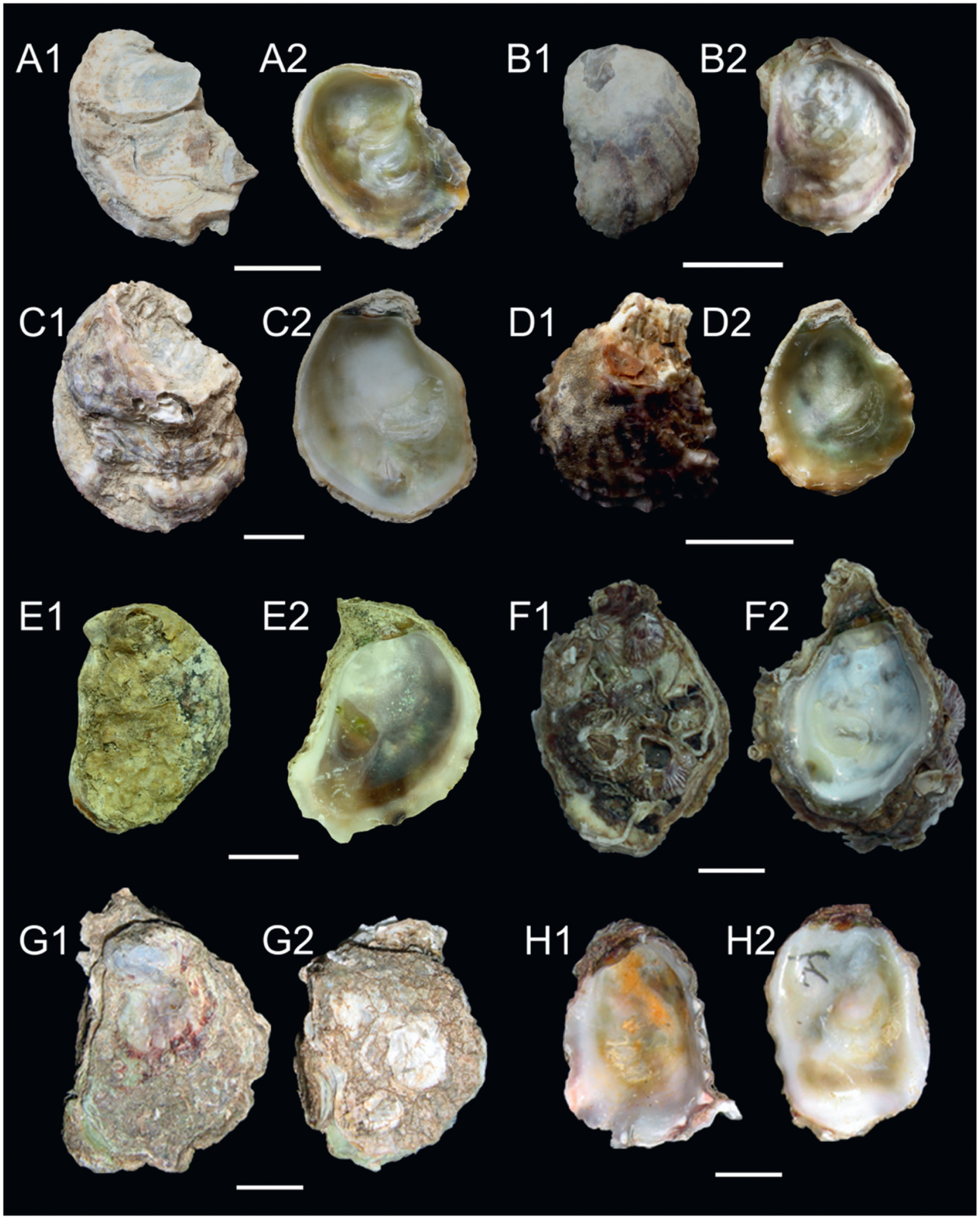 case study 2.0 oysters (family ostreidae)