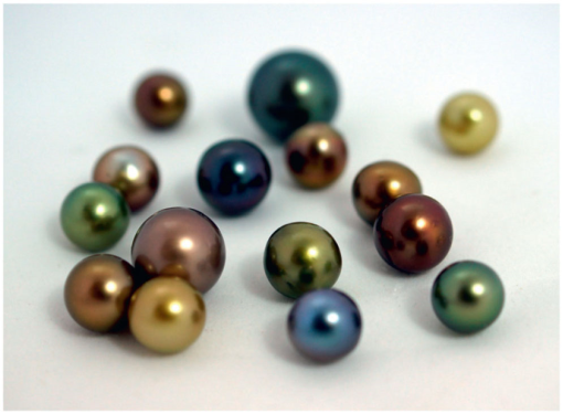 Atlantic gold pearl shells occur in abundance. Perfect! Get many golden  pearls at once 