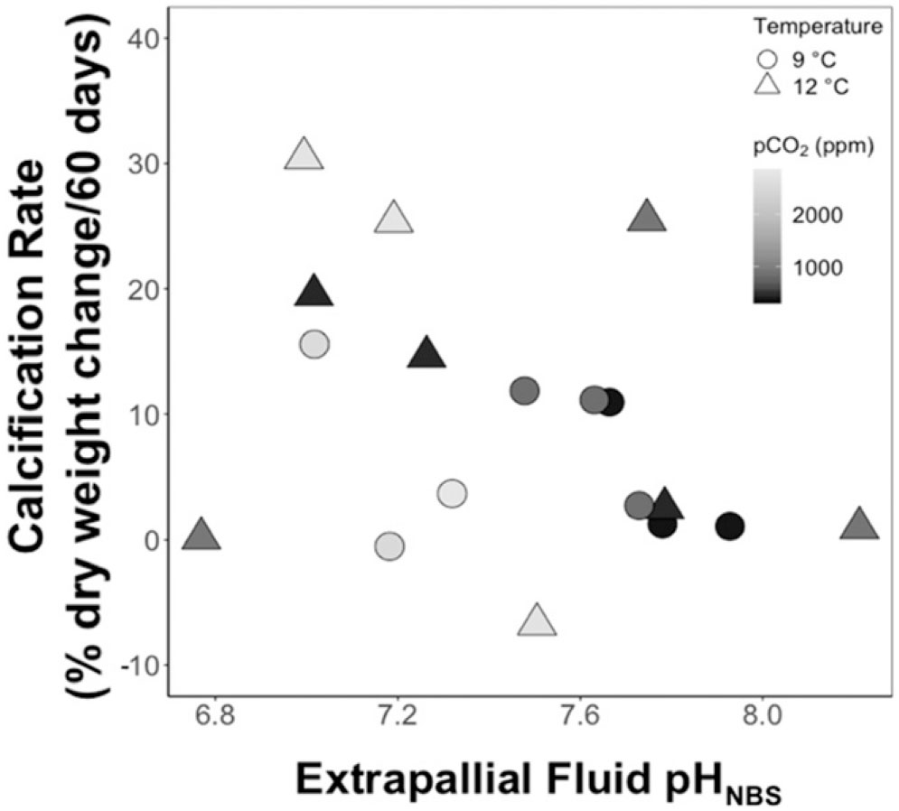 Effects Of Temperature And Ocean Acidification On The Extrapallial Fluid Ph Calcification Rate And Condition Factor Of The King Scallop Pecten Maximus