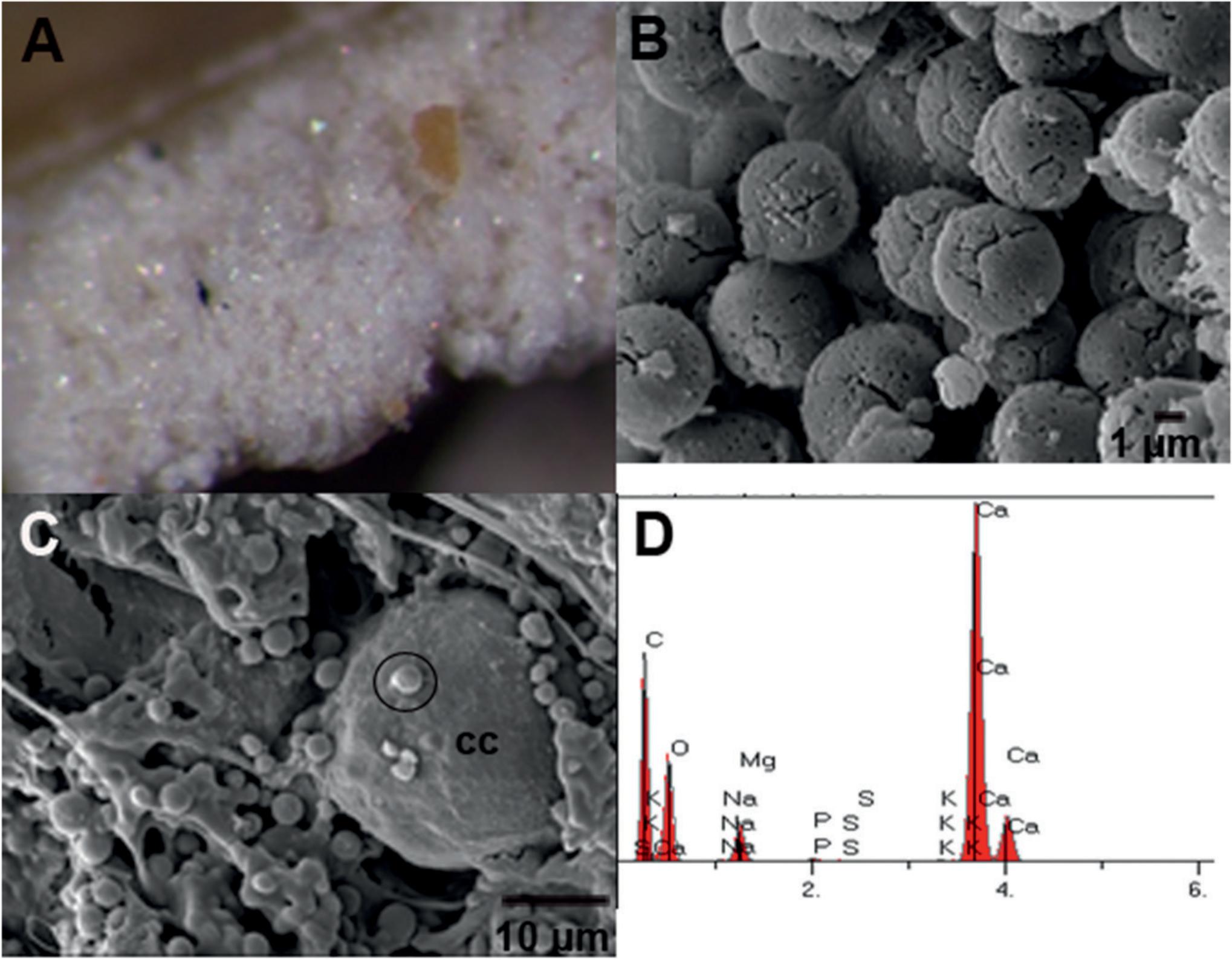 Estivation In The Apple Snail Pomacea Maculata Mobilization Of Calcium Granules In The Lung