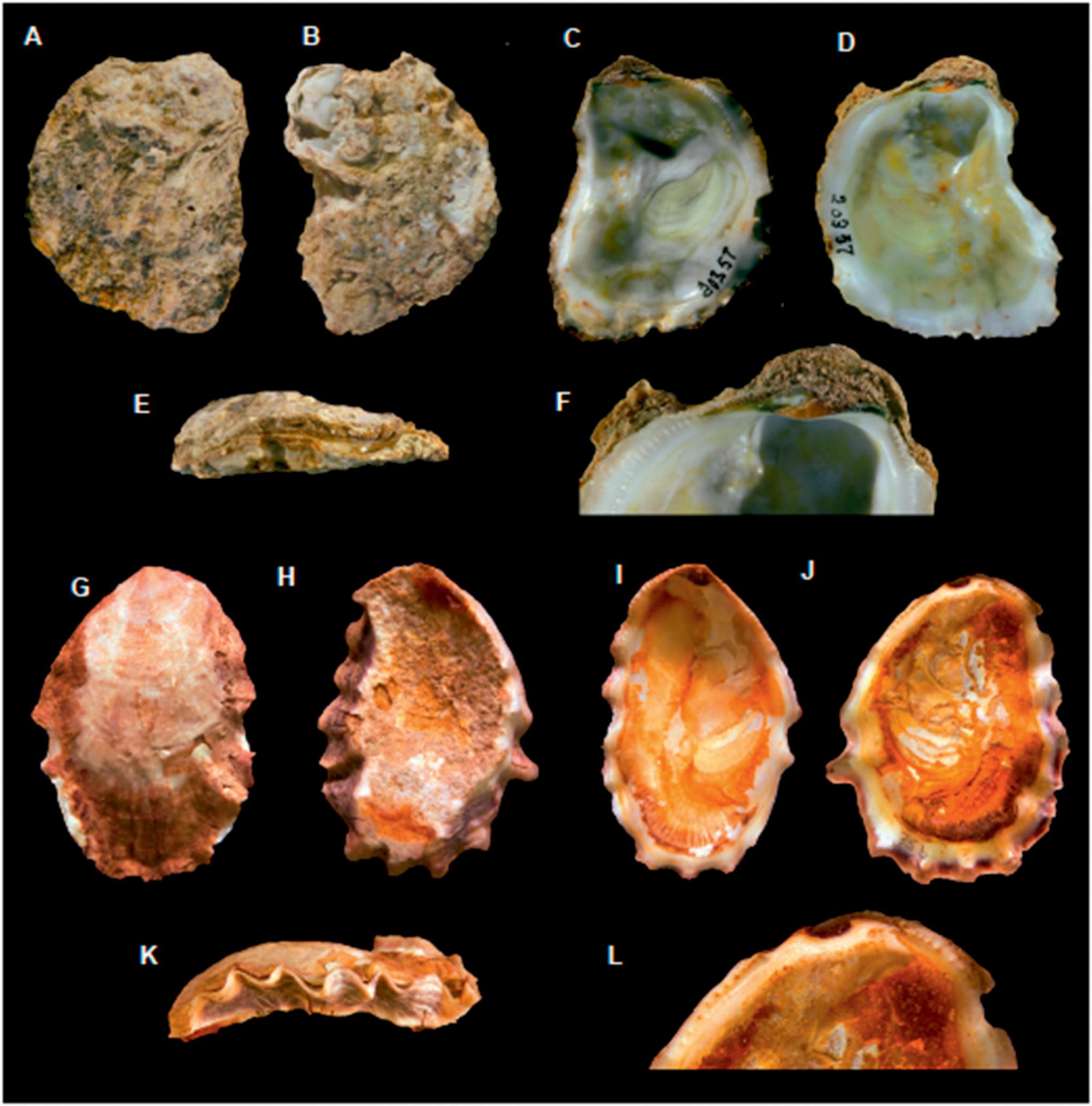 Tropical and Subtropical Ostreidae of the American Pacific: Taxonomy ...