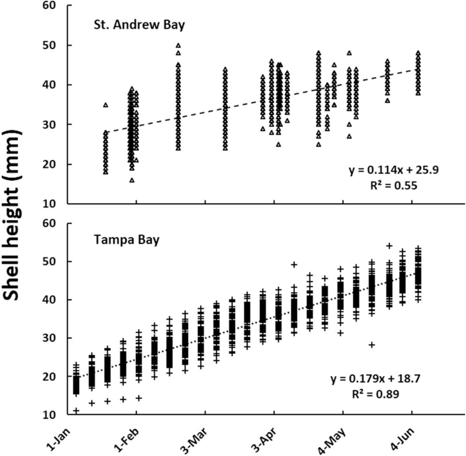 Bay Scallop Growth Rates As Measured By Citizen Scientist Partners During Restoration Efforts In Florida