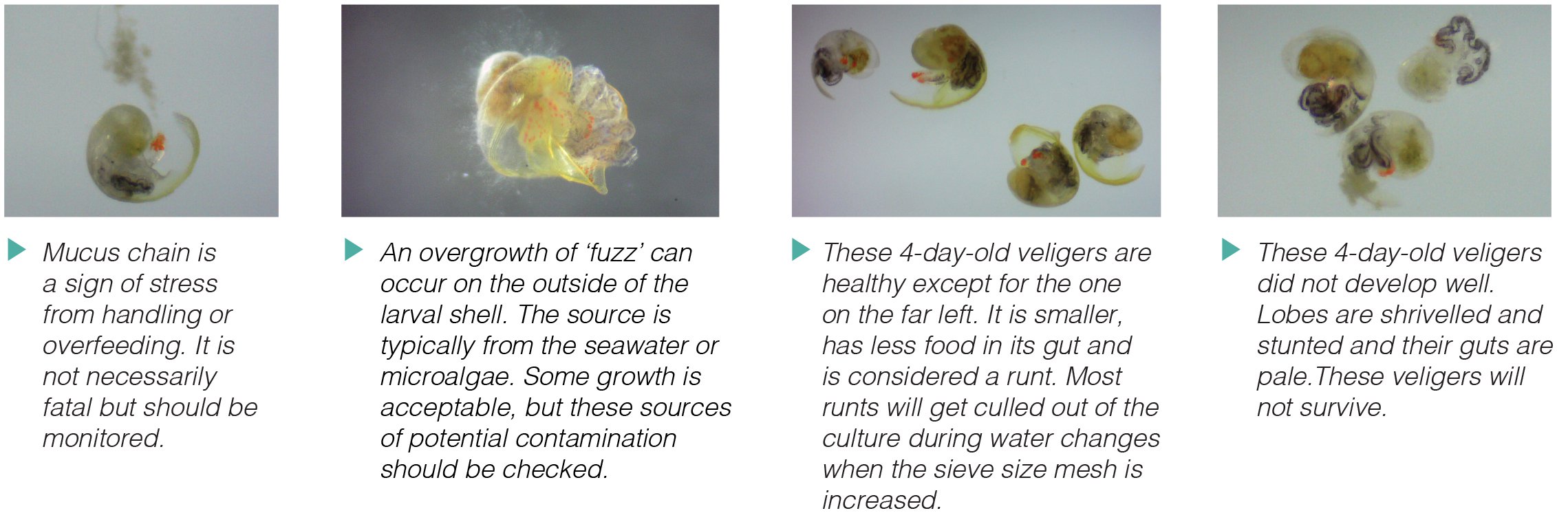 Queen Conch Aquaculture: Hatchery and Nursery Phases