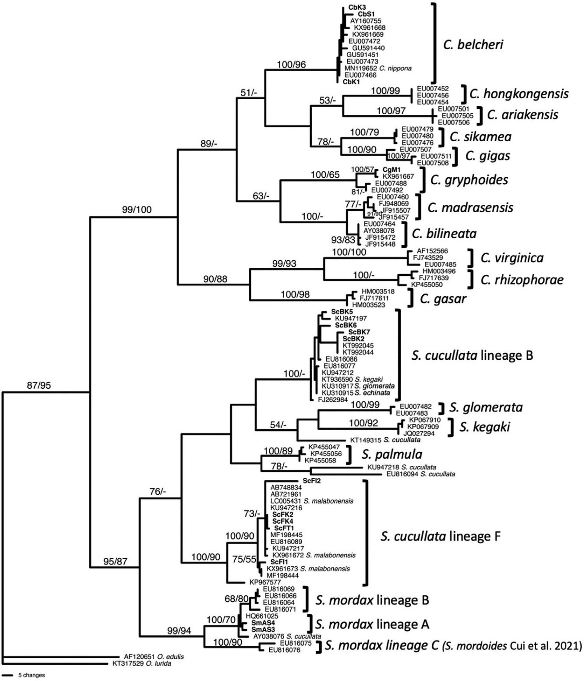 Morphological And Mitochondrial Dna Analyses Of Oysters In The Northern Bay Of Bengal Bangladesh