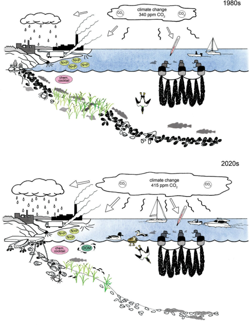 Declining Populations of Mytilus spp. in North Atlantic Coastal