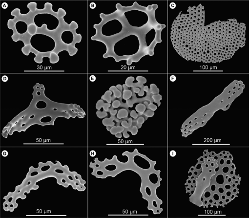 PDF) A rare specimen of bifurcated Holothuria (Halodeima) grisea  (Echinodermata: Holothuroidea) from southern Brazil