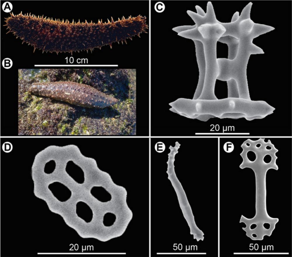 PDF) A rare specimen of bifurcated Holothuria (Halodeima) grisea  (Echinodermata: Holothuroidea) from southern Brazil