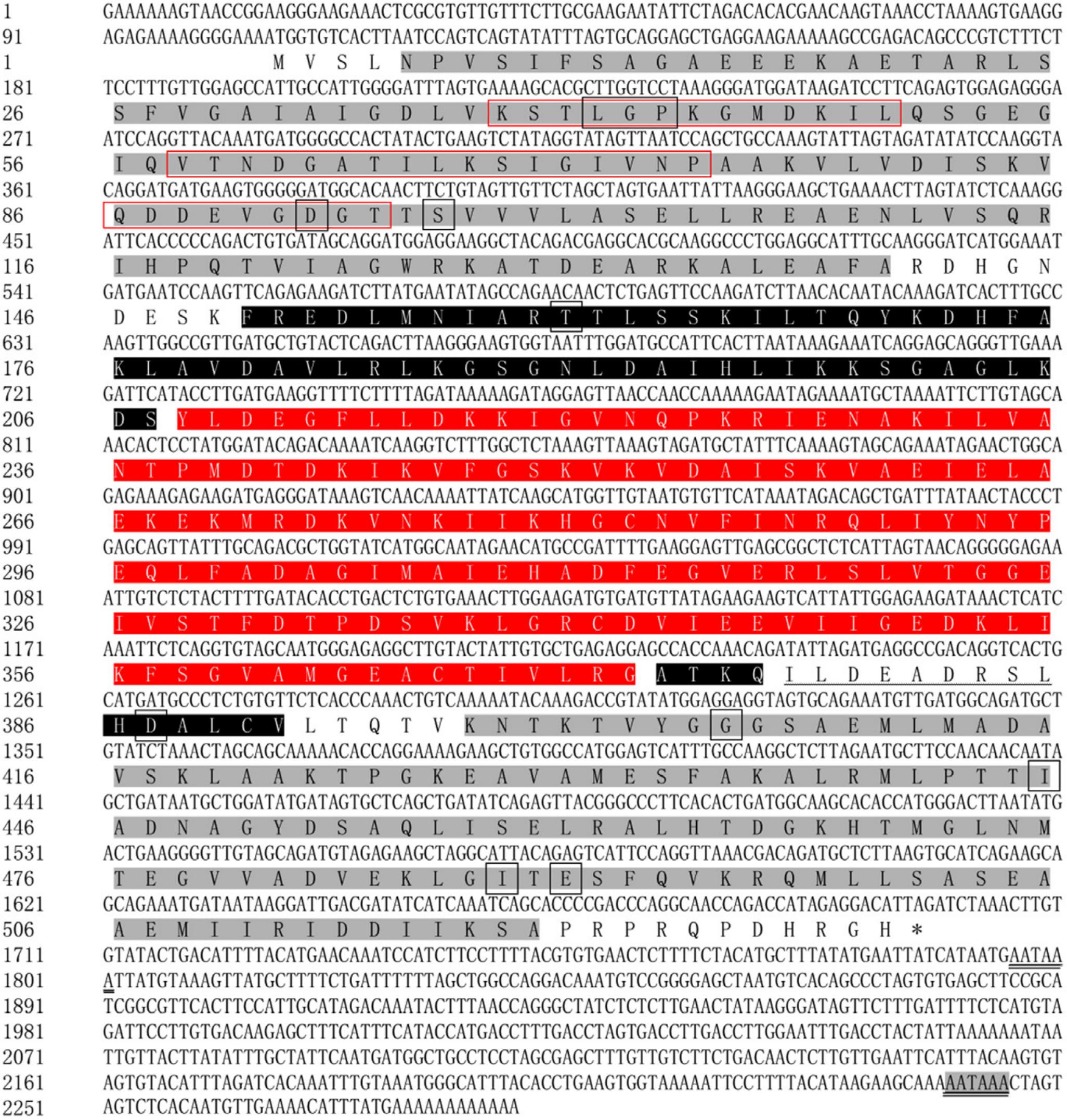 Complementary DNA Cloning and Tissue Expression Profile of Chaperonin ...