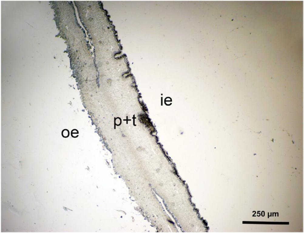 Structure and Composition of Mantle Tissue from Red Abalone Haliotis ...