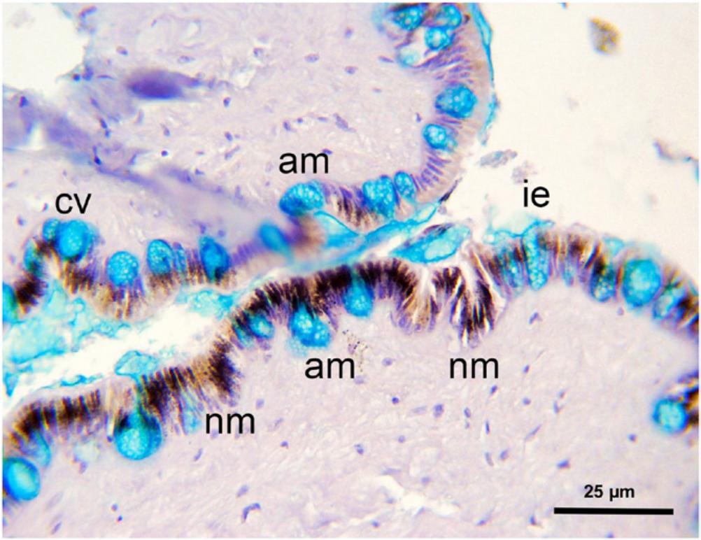 Structure and Composition of Mantle Tissue from Red Abalone Haliotis ...