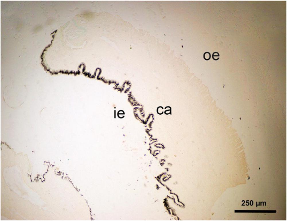 Structure and Composition of Mantle Tissue from Red Abalone Haliotis ...