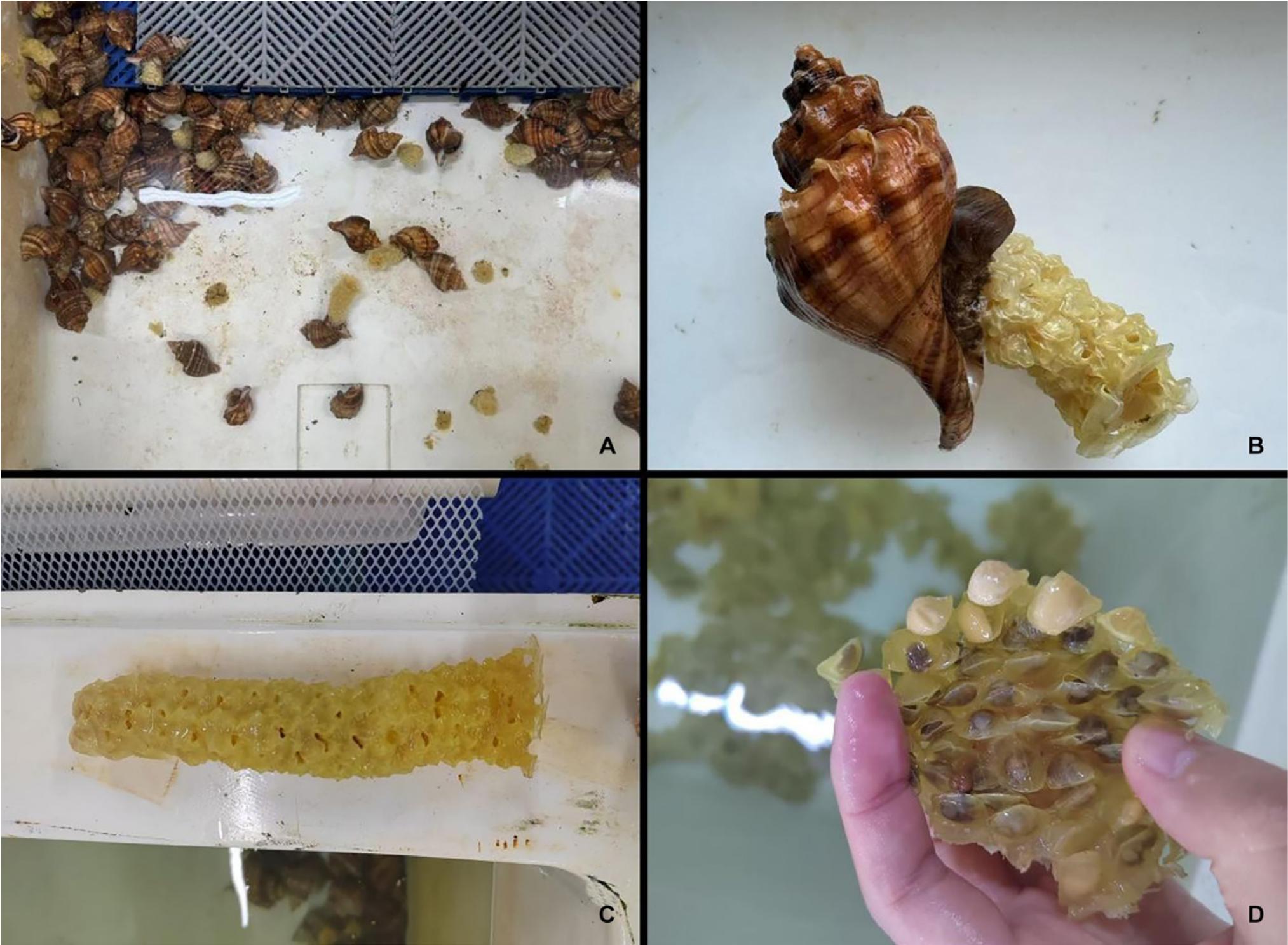 Ontogenetic Changes during Development of the Neptune Whelk Neptunea ...