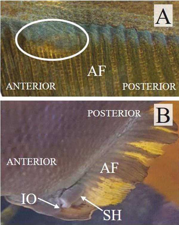 Reproductive Morphology Of Male Black Perch Embiotoca Jacksoni