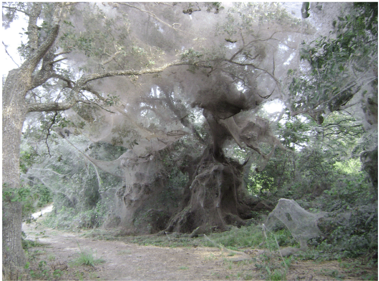 Spiders from a Large Web at Lake Tawakoni, Texas