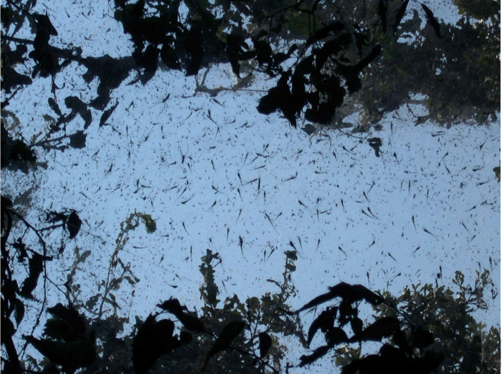 Spiders from a Large Web at Lake Tawakoni, Texas