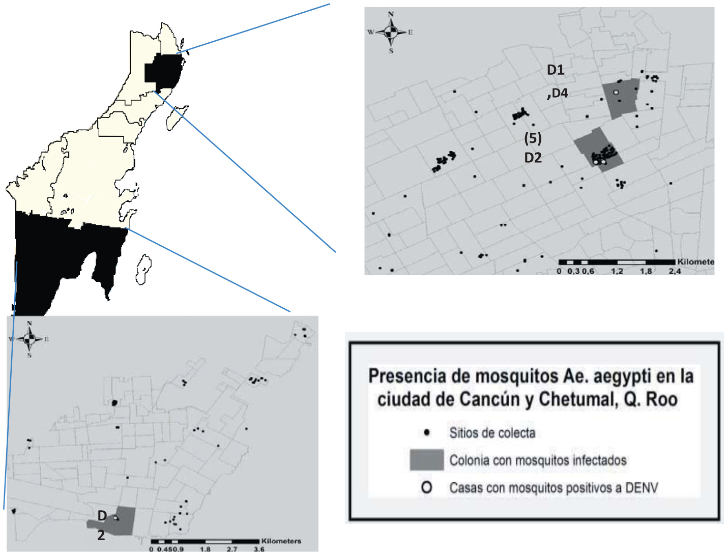 Detection Of Aedes Aegypti Mosquitoes Infected With Dengue Virus As A Complementary Method For Increasing The Sensitivity Of Surveillance Identification Of Serotypes 1 2 And 4 By Rt Pcr In Quintana Roo Mexico