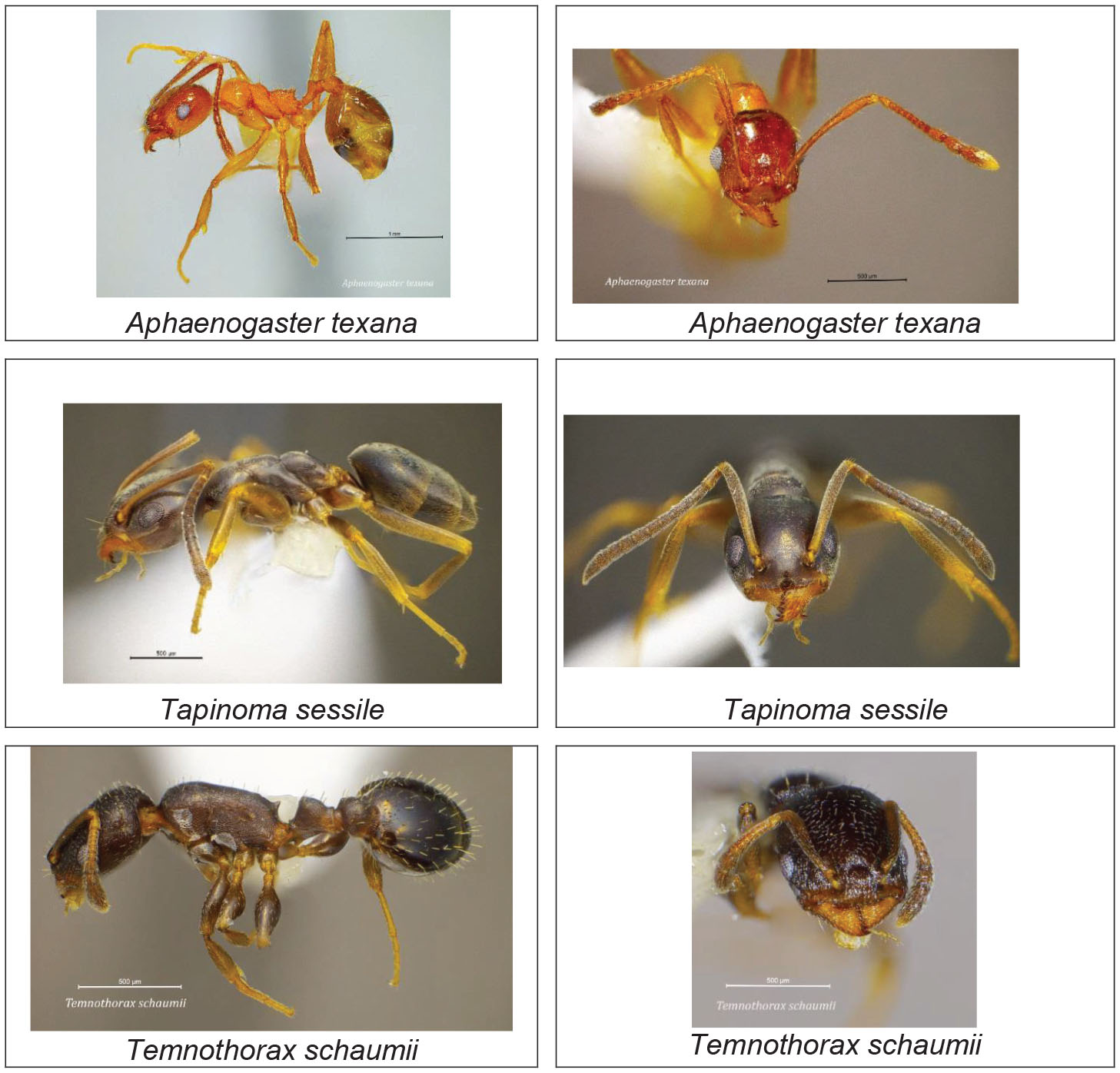 Texas Ant Identification Chart