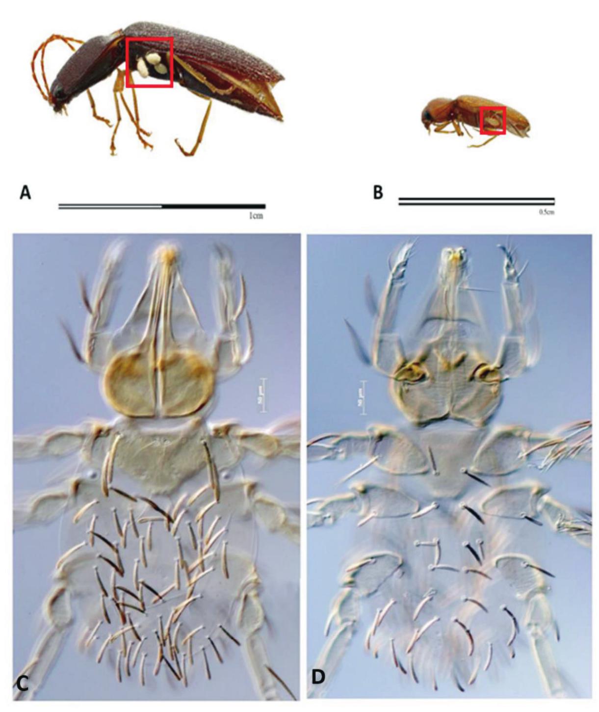 New Host Data and Distribution for an Ectoparasitic Larva of Leptus1 at ...