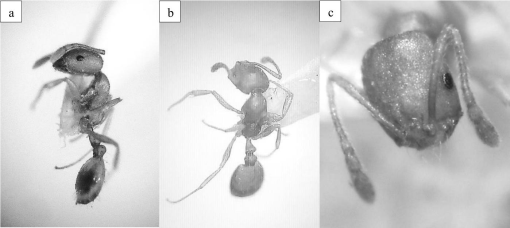 First Report of the Invasive Pharaoh Ant, Monomorium pharaonis1, in ...