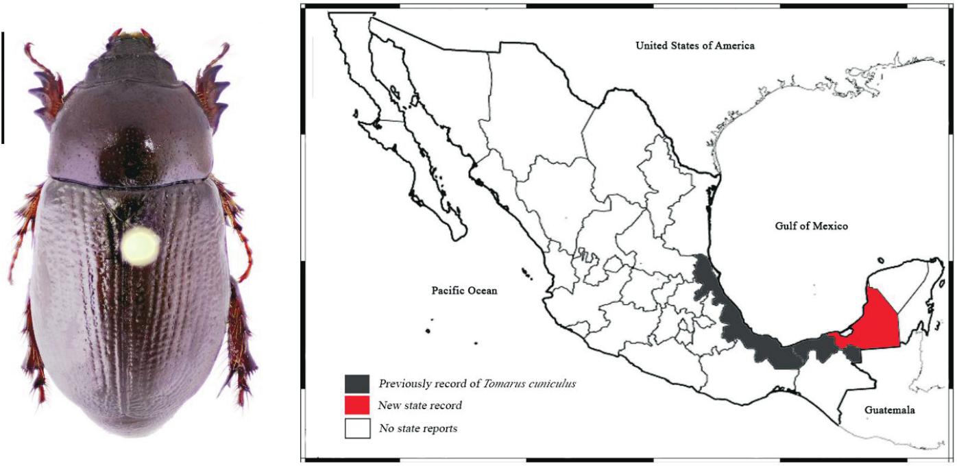 wetenschappelijk De volgende Moet New Records of Scarab Beetles1 from the State of Campeche, Mexico, with  Comments on their Agricultural and Ecological Importance