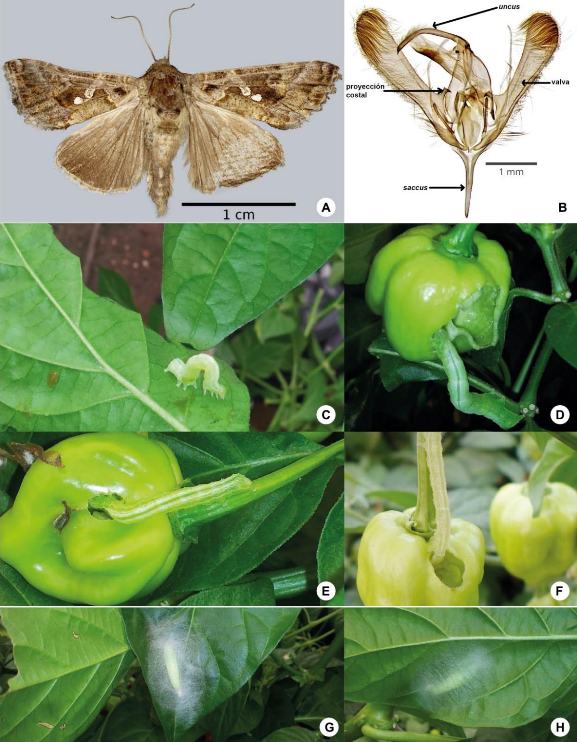 Chrysodeixis includens1 Damage Habanero Chili Pepper in Mexico