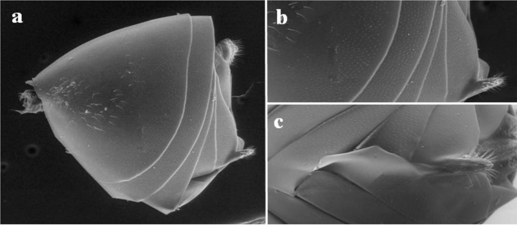 A New Mexican Species of Andricus1 that Induces Tuberous Galls in ...