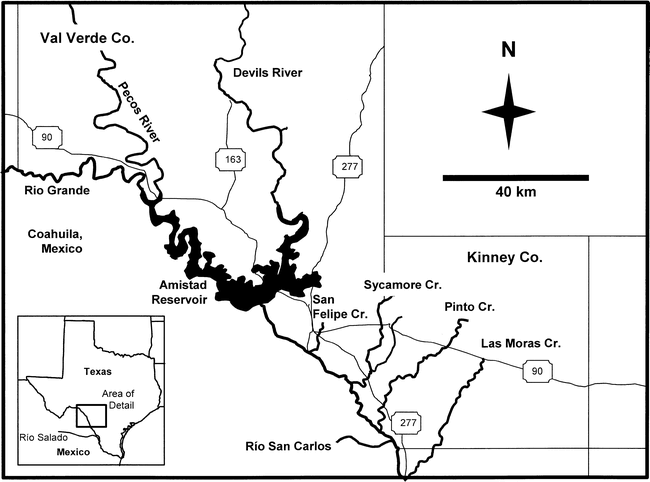 Devils River minnow