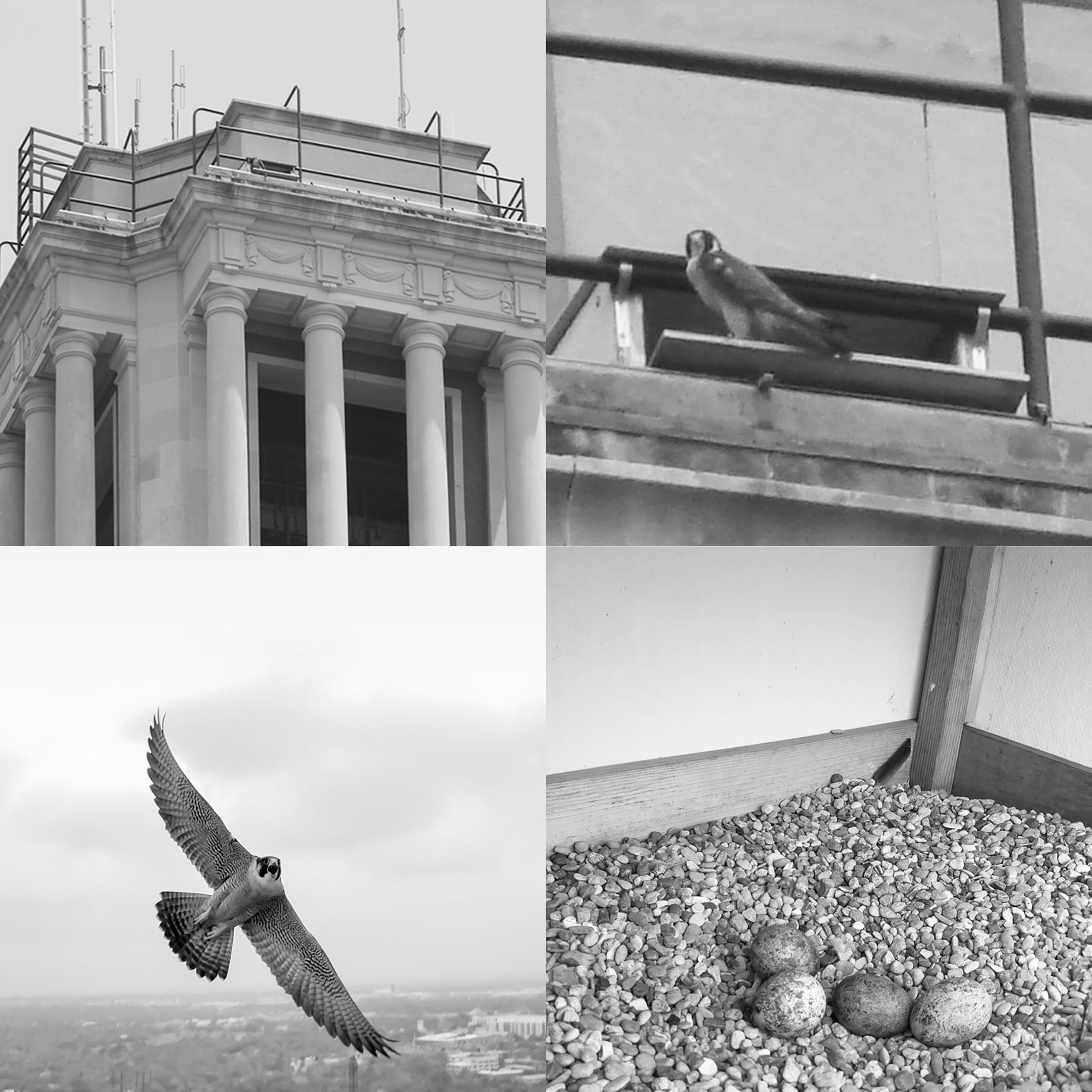 New Nesting Record Of The Peregrine Falcon Falco Peregrinus