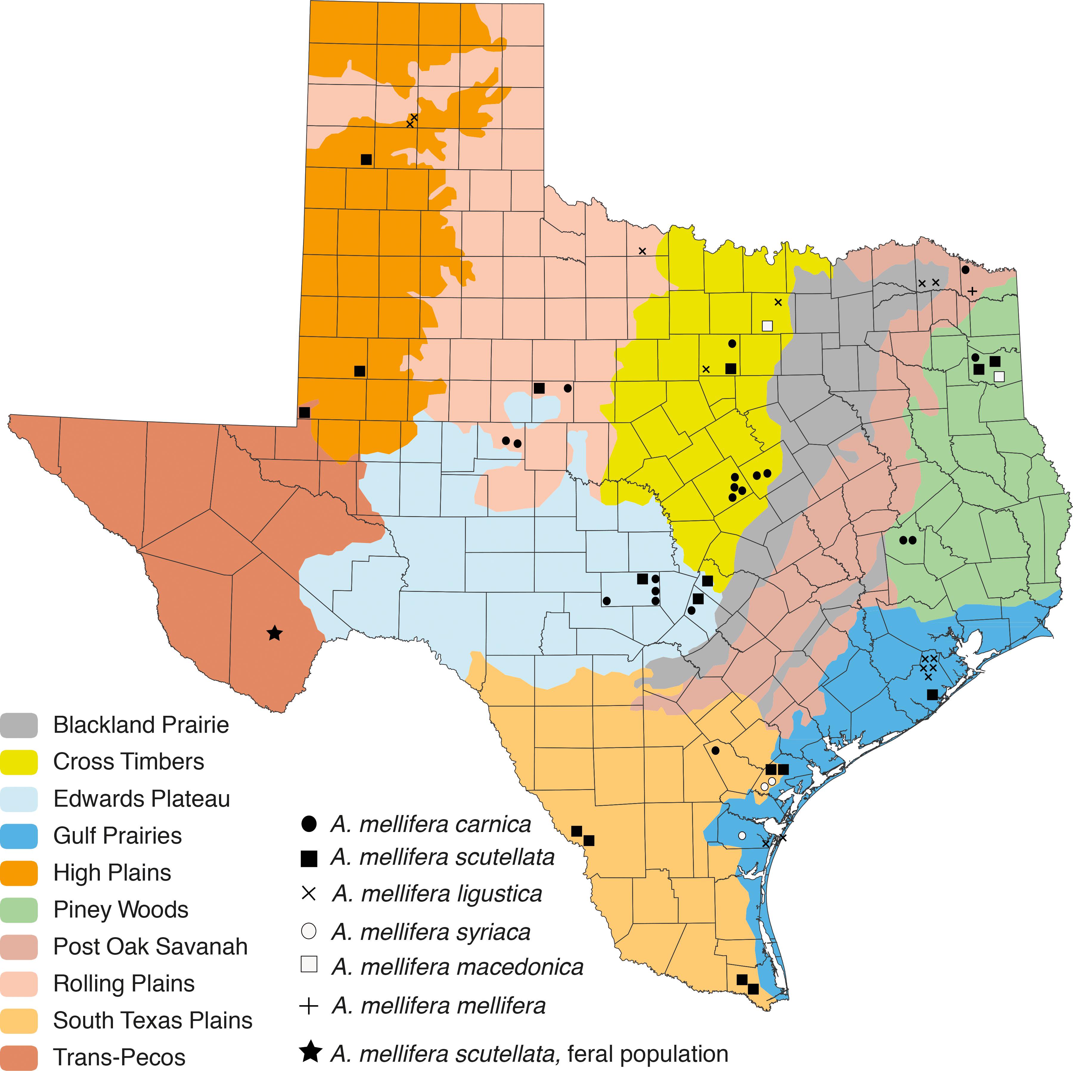 Prevalence of honey bee (Apis mellifera) parasites across Texas