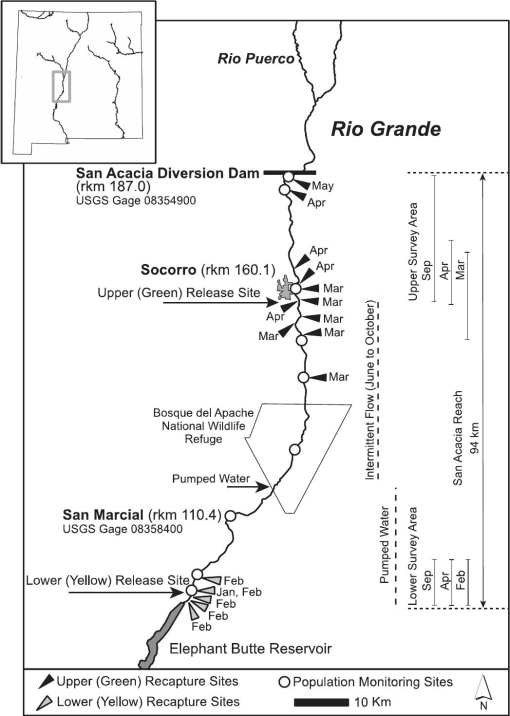 Rio Grande Silvery Minnow (Hybognathus amarus)