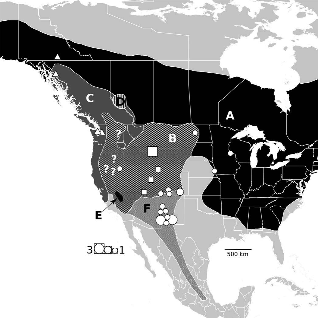 ANALYSIS OF MITOCHONDRIAL DNA SEQUENCE DATA DEMONSTRATES THAT MONOPHYLY ...