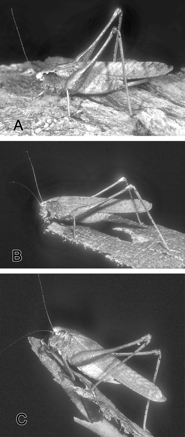 Studies In Australian Tettigoniidae: The Mecopodine Katydids ...