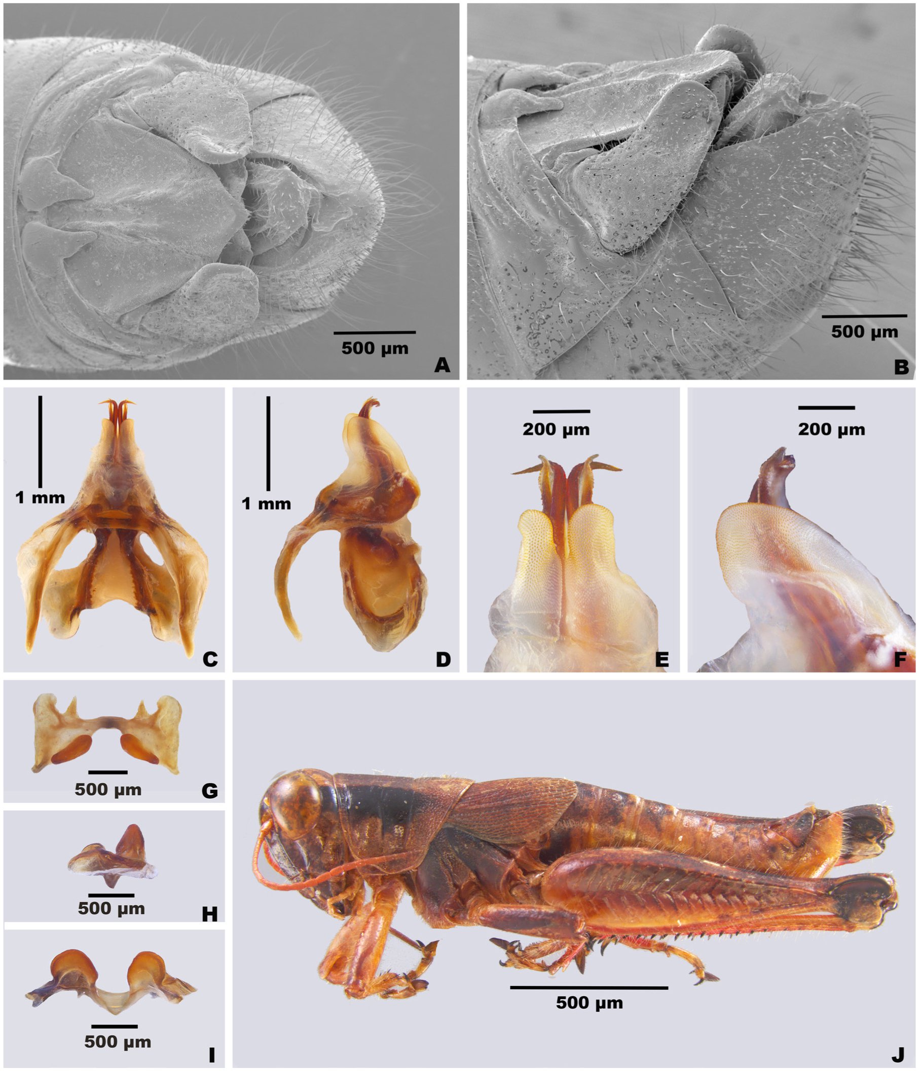 Aedeagus lateral view: 90, 92, 94, 96, 98, 100; parameres dorsal