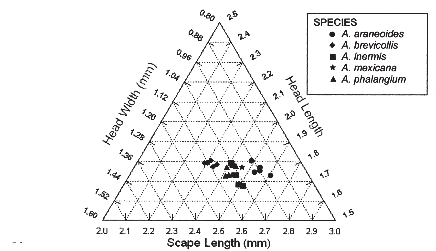 A Revision Of The Phalangium Species Complex Of The Ant Genus Aphaenogaster Hymenoptera Formicidae Myrmicinae