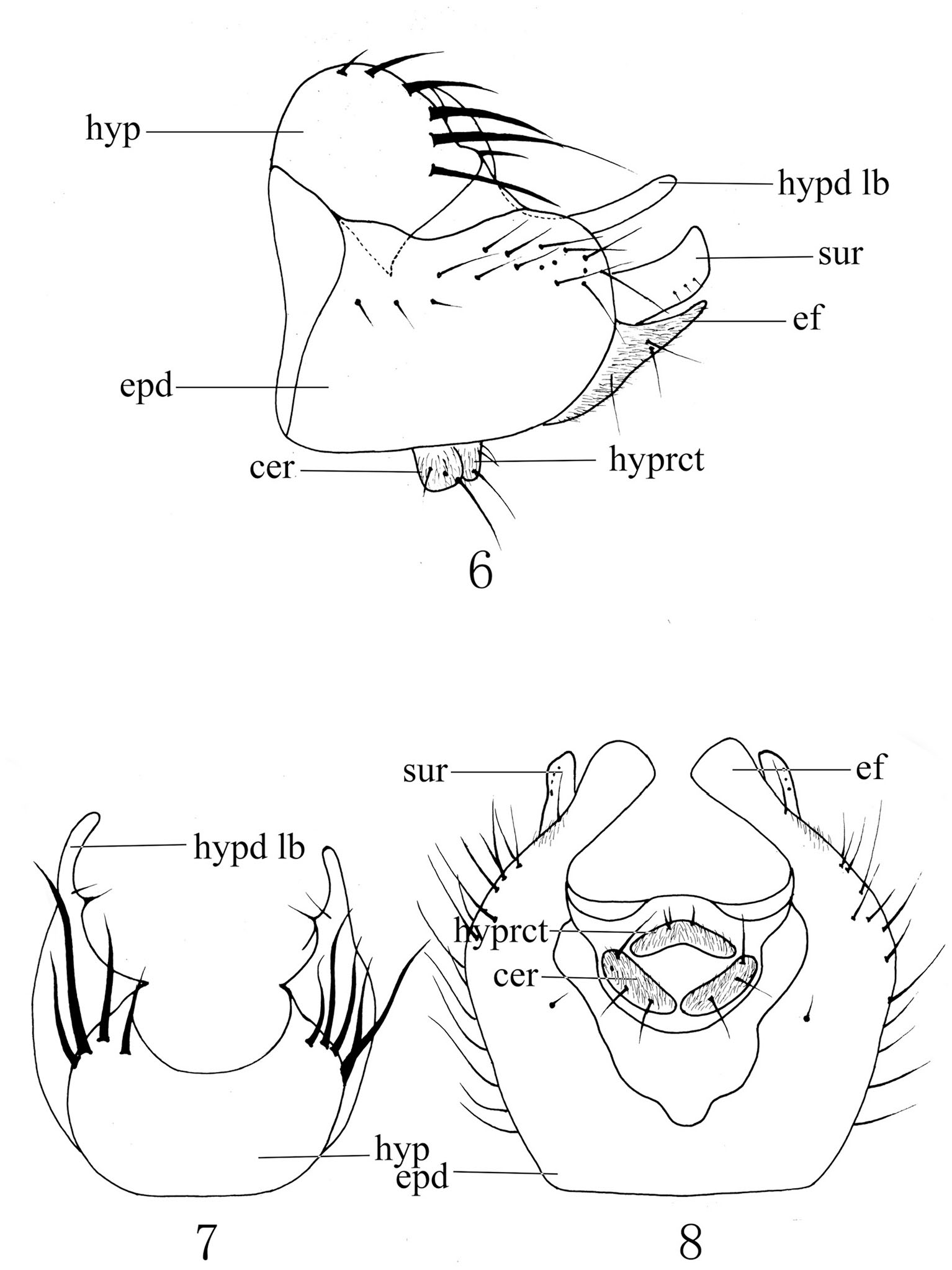 One New Species of Agathomyia and Three New Species of Lindneromyia ...