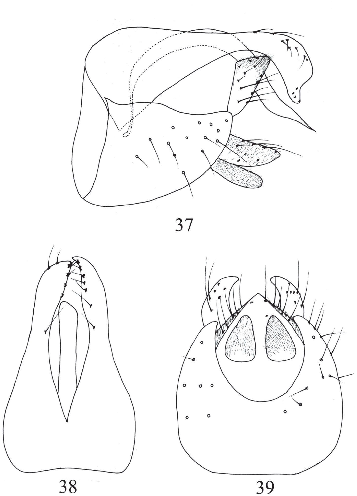 One New Species of Agathomyia and Four New Species of Lindneromyia from ...