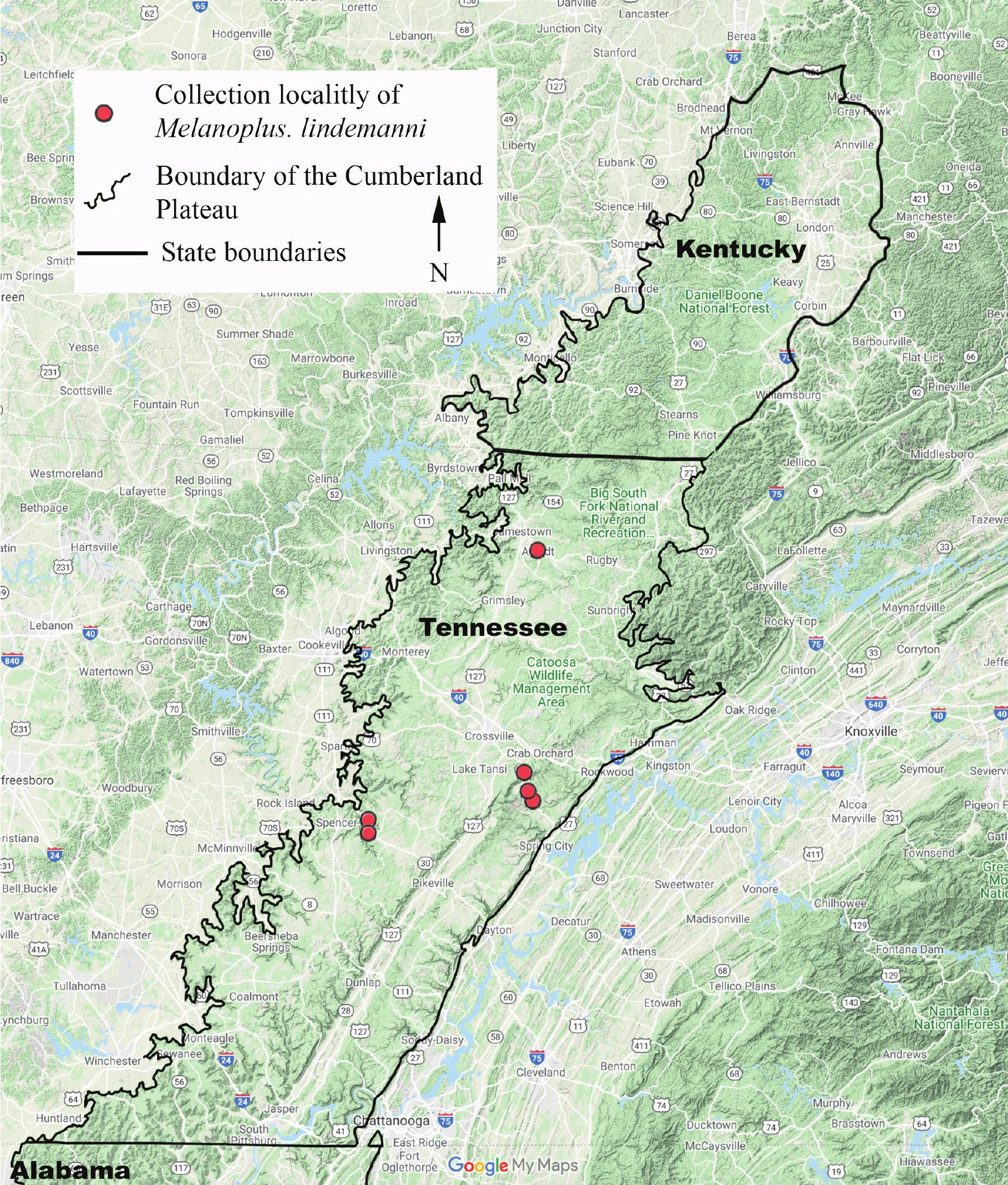 A New Species Of Melanoplus Orthoptera Acrididae From The Cumberland   Img Z3 1 221 