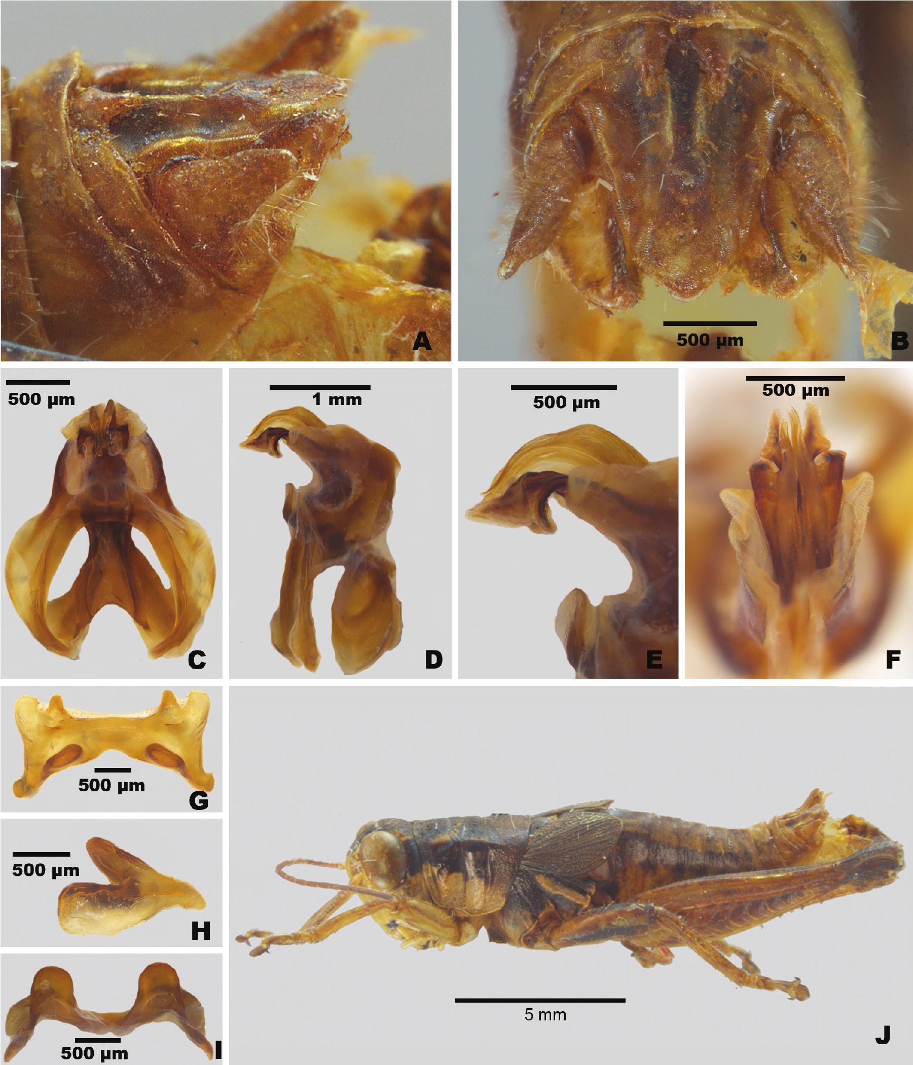 A New Species of Melanoplus (Orthoptera: Acrididae) from the Cumberland ...