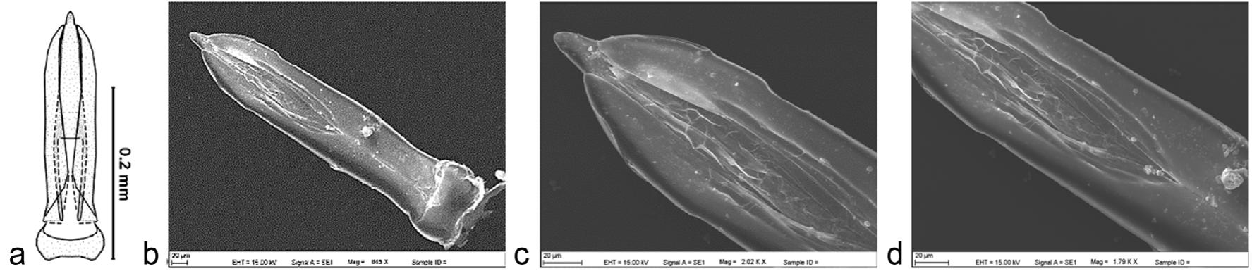 Systematical Research on Morphology of Male Genitalia of the Family ...