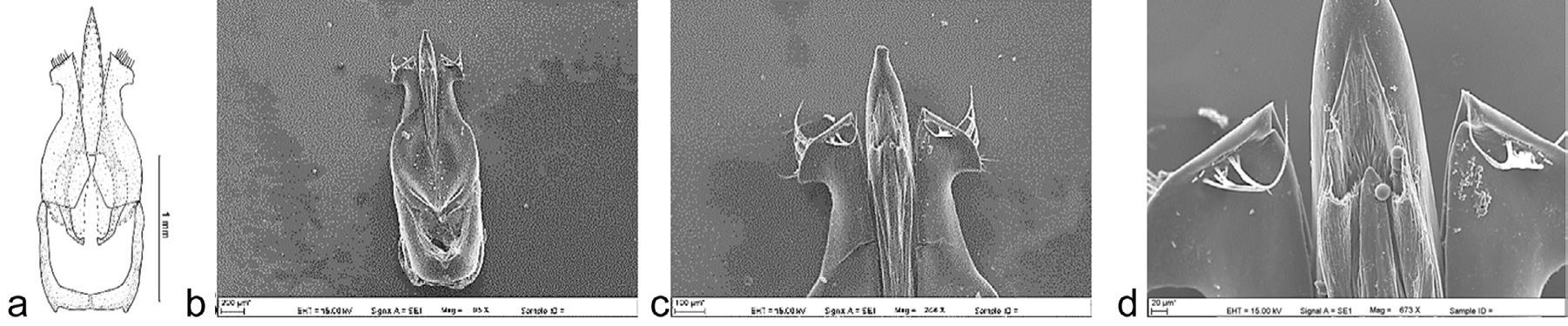 Systematical Research on Morphology of Male Genitalia of the Family ...