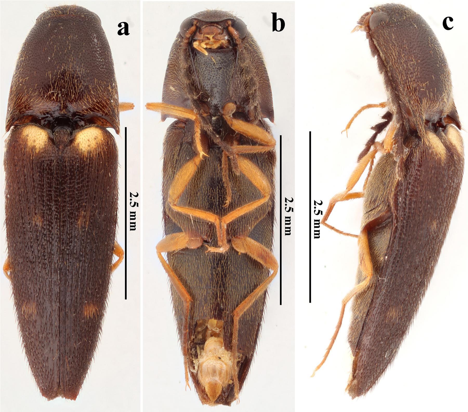 A Taxonomic Review Of The Genus Gamepenthes Fleutiaux, 1928 (Coleoptera ...