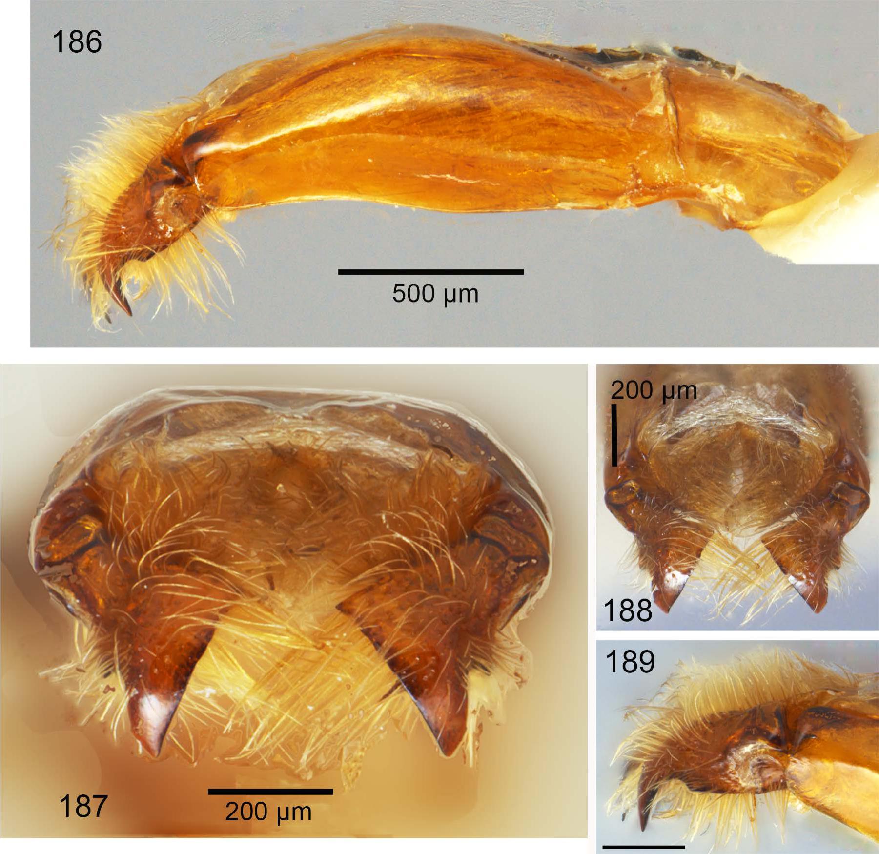 A Review of Central American Astaena (Coleoptera: Scarabaeidae ...