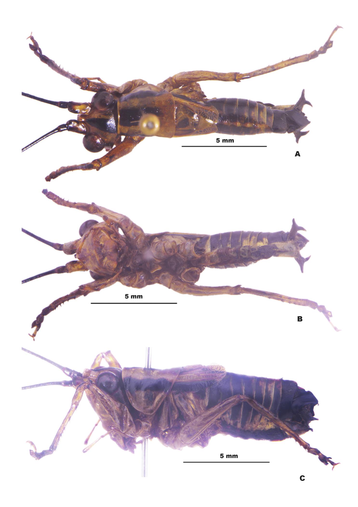 A New Species of Conocephalus Thunberg, 1815 (Orthoptera: Tettigoniidae ...