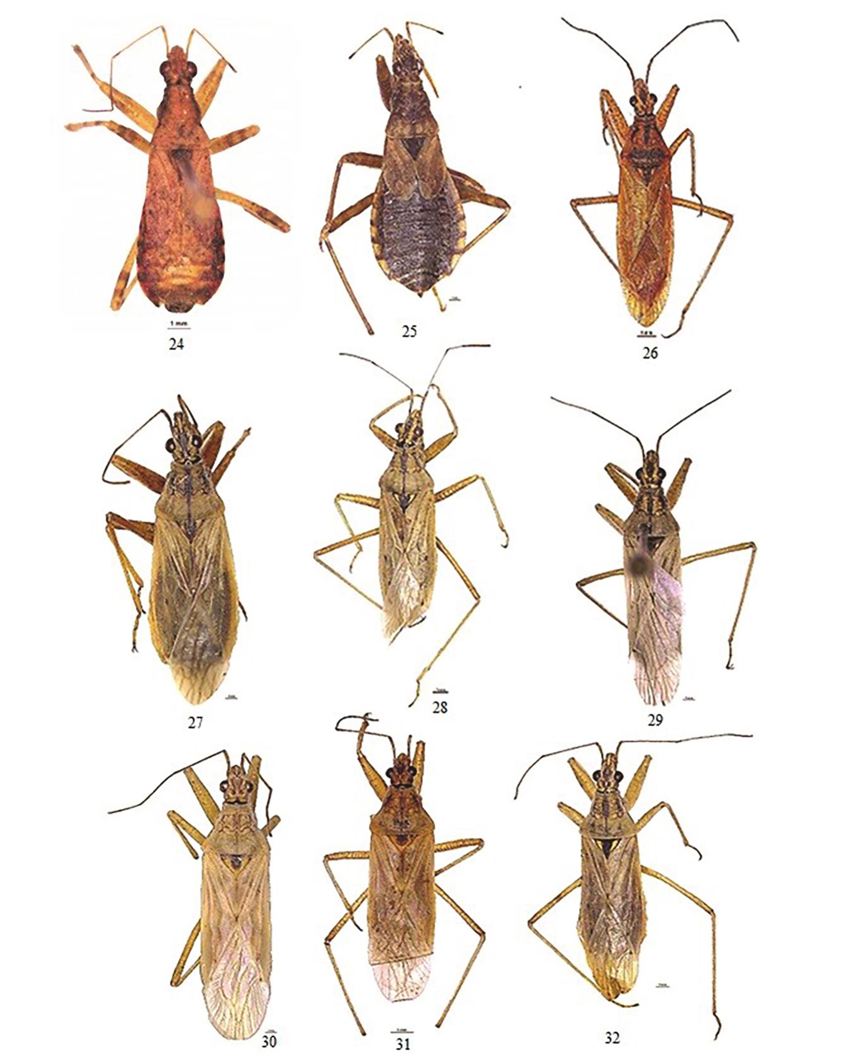 Checklist of the Turkish Nabidae with a New Record