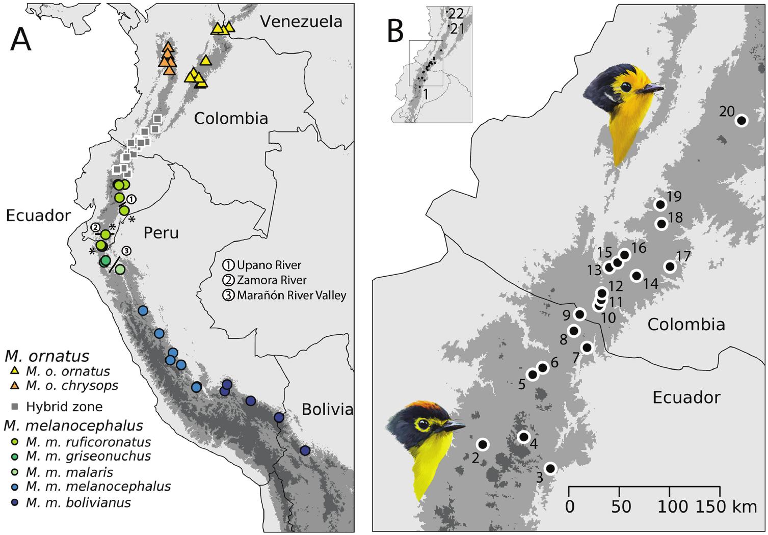 Extensive hybridization between two Andean warbler species with shallow divergence in mtDNA