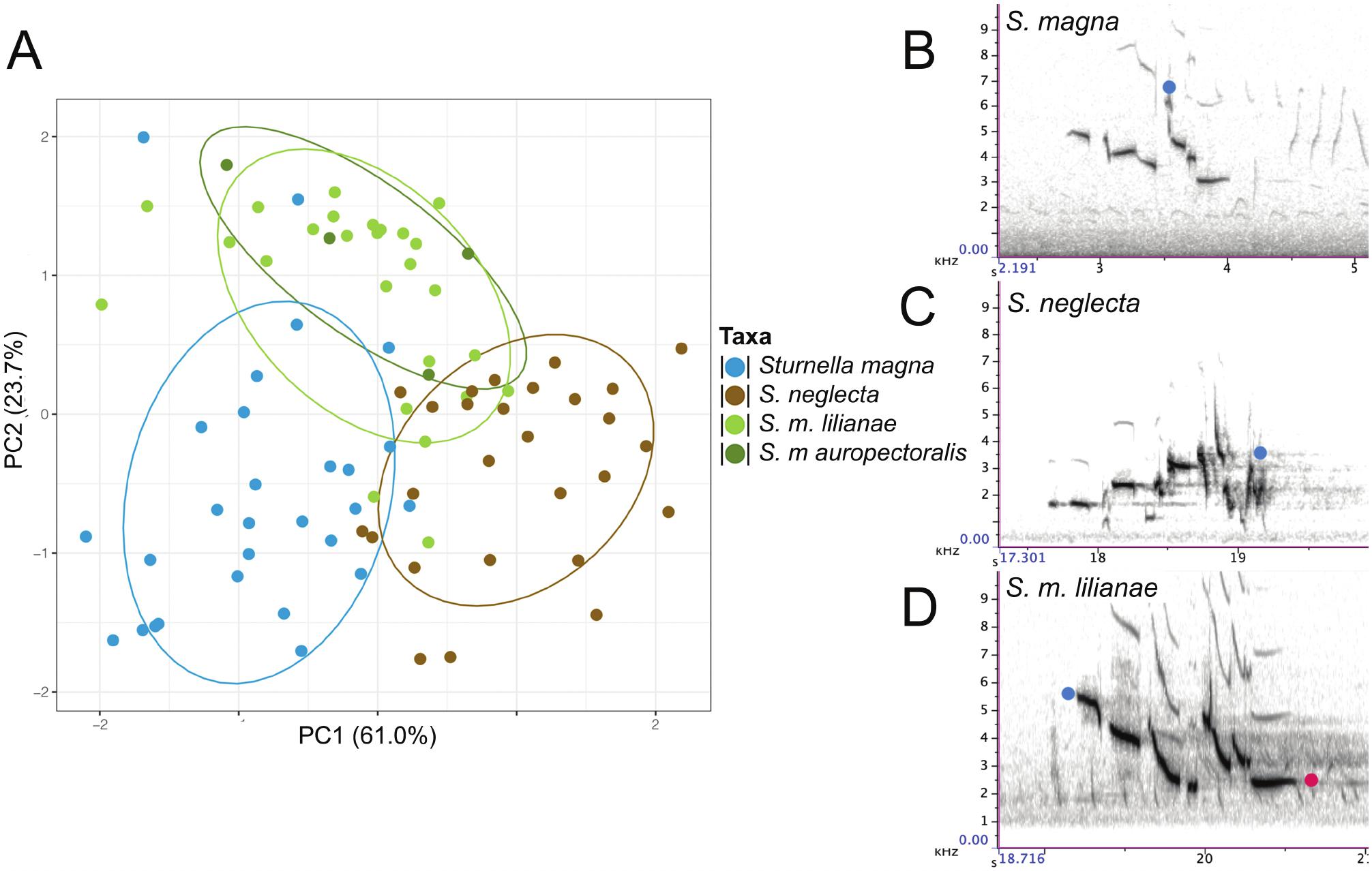 Genomic And Acoustic Differences Separate Lilian S Meadowlark Sturnella Magna Lilianae From Eastern S Magna And Western S Neglecta Meadowlarks